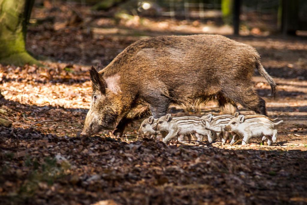 Lodges Veluwse Poort Dieren Exterior foto